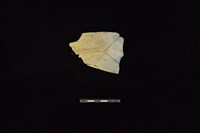 陶罐藏品圖，第1張